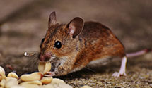 24 Hour & Emergency Exterminators in Walnut Ridge, AR